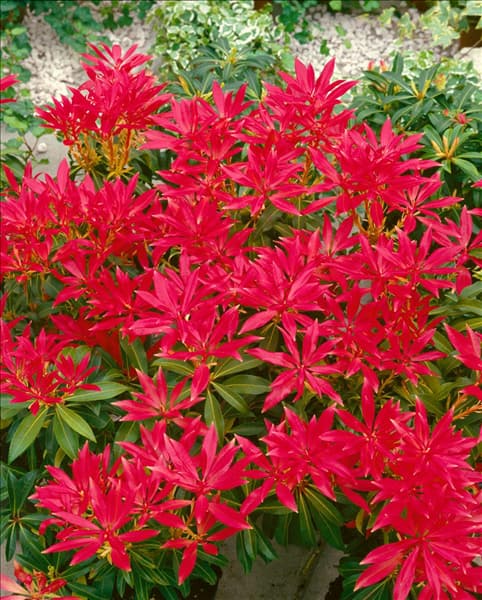 PIERIS FOREST FLAME