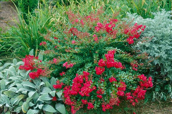 Lagerstroemia Cherry Dazzle