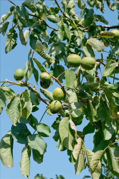 Juglans regia subsp. regia Mars