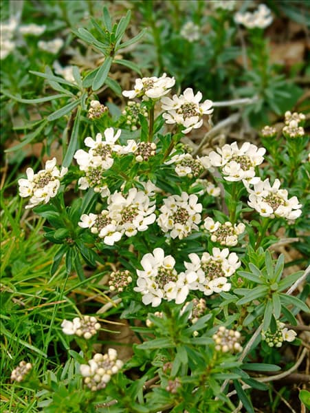 Iberis sempervirens