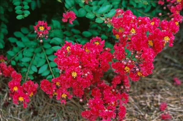 Lagerstroemia Cherry Dazzle