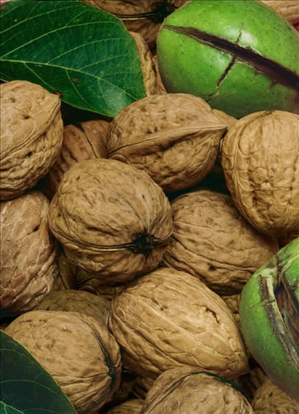 Juglans regia subsp. regia