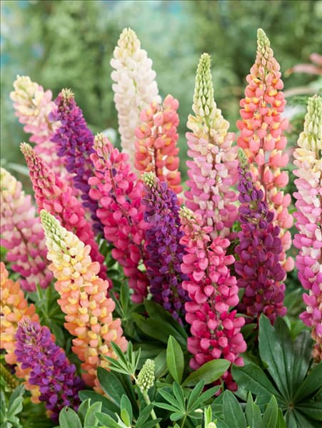 Lupinus polyphyllus Mischung
