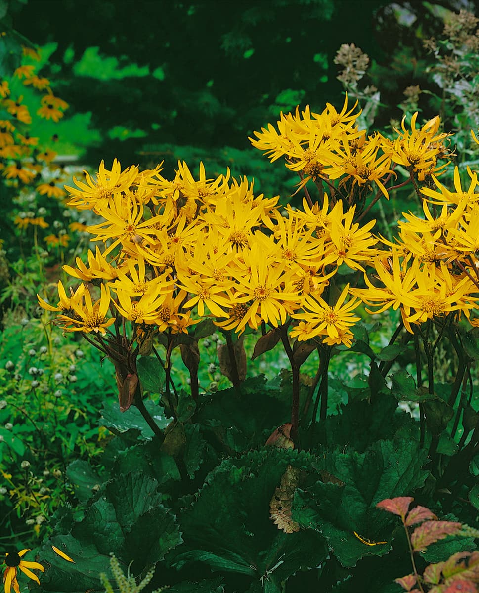 Ligularia dentata Othello