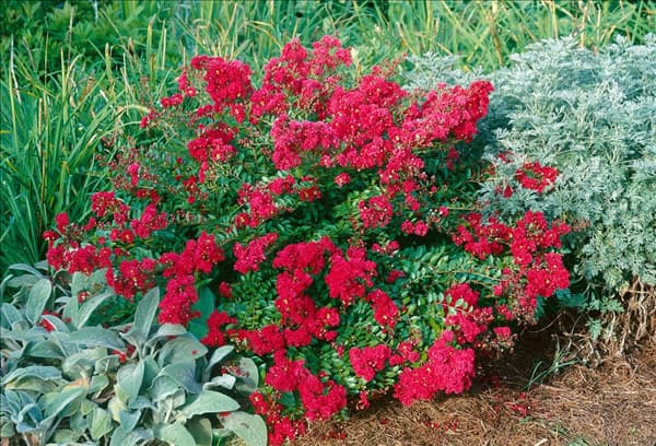 Lagerstroemia Cherry Dazzle