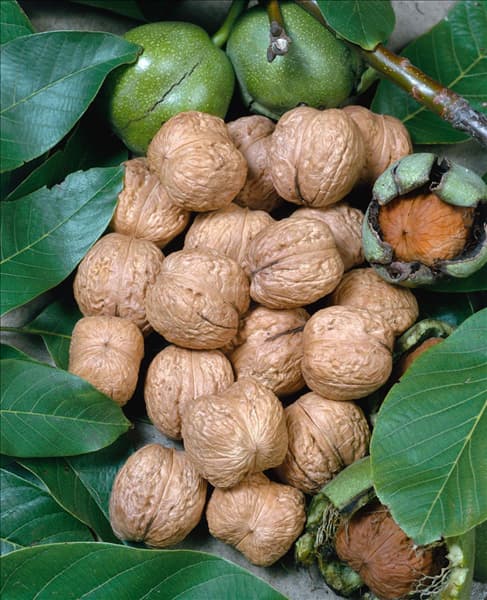 Juglans regia subsp. regia