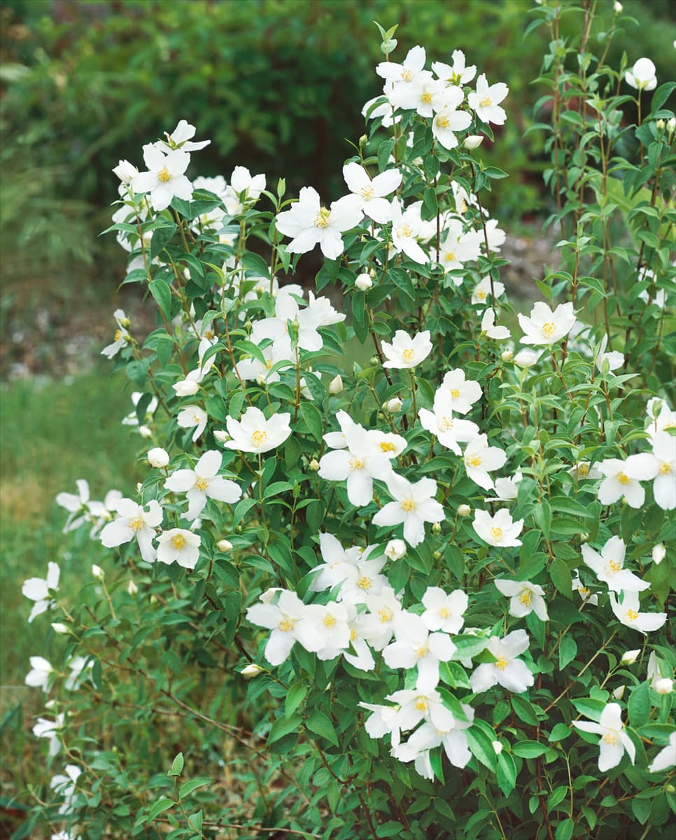 Philadelphus Silberregen