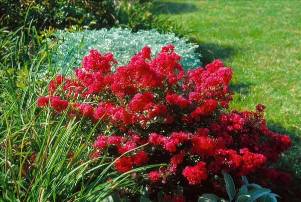 Lagerstroemia Cherry Dazzle