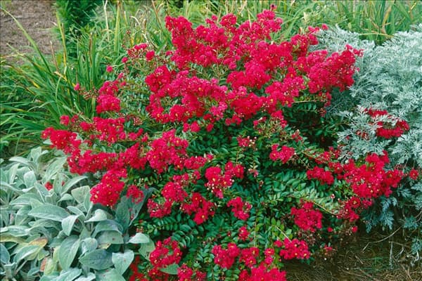 Lagerstroemia Cherry Dazzle