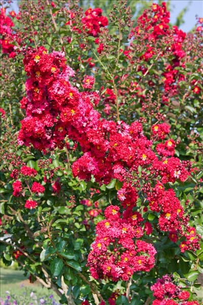 Lagerstroemia Dynamite
