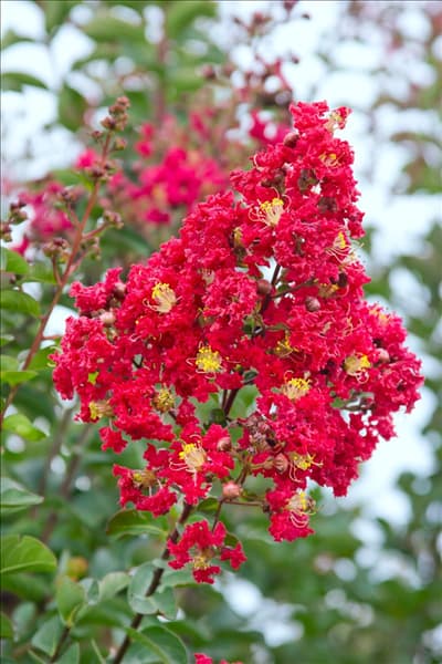 Lagerstroemia Arapaho