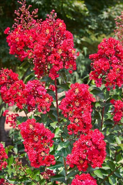 Lagerstroemia Red Rooster