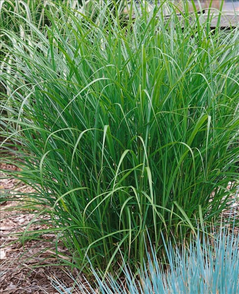 Miscanthus sinensis Ferner Osten