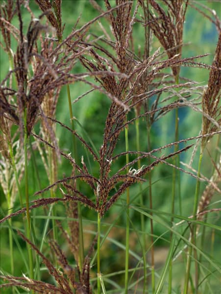Miscanthus sinensis Ferner Osten