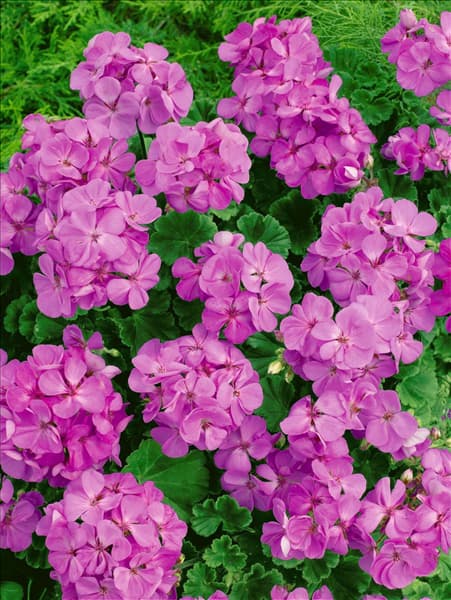 Pelargonium zonale Toscana® Lara