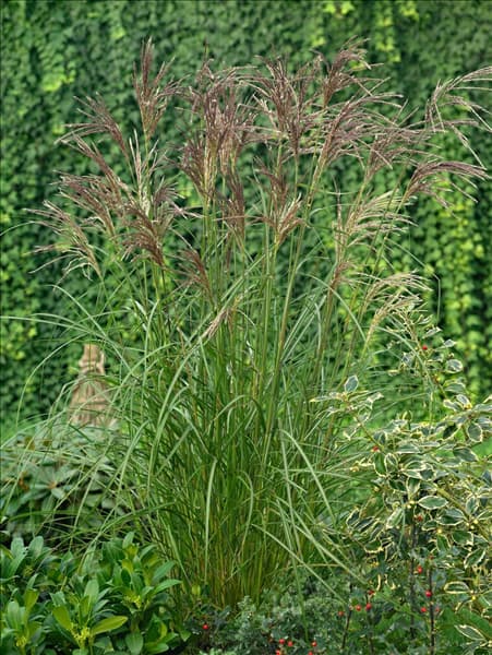 Miscanthus sinensis Ferner Osten