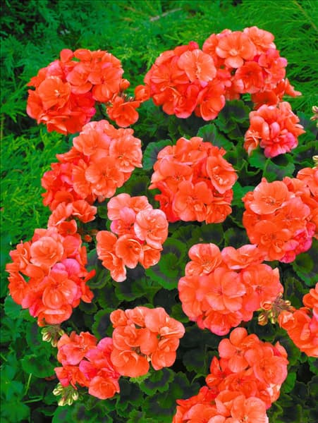 Pelargonium zonale Toscana® Sören