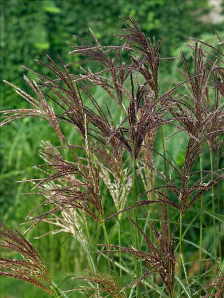 Miscanthus sinensis Ferner Osten