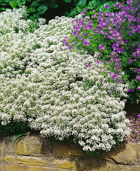 IBERIS SEMPERVIRENS ZWERGSCHNEEFLOCKE