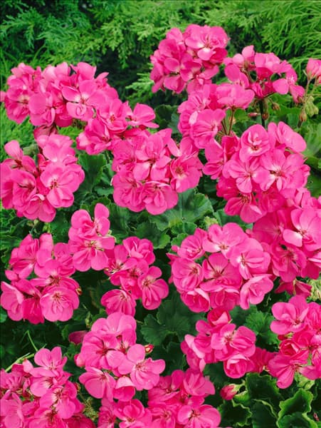 Pelargonium zonale Toscana® Anne