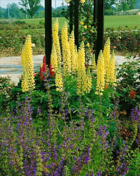 Lupinus Chandelier