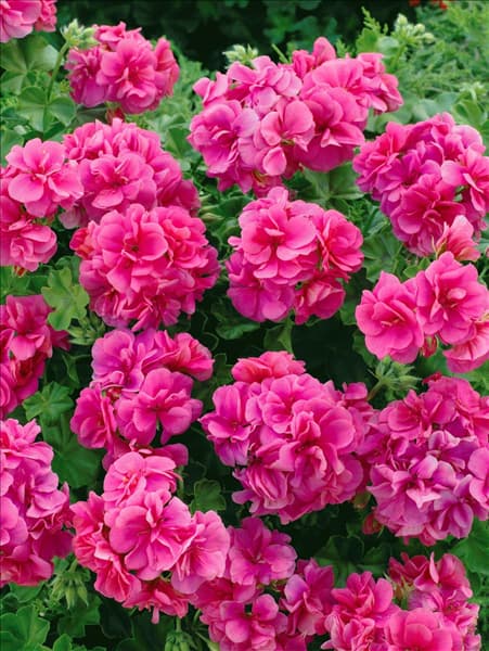 Pelargonium peltatum Toscana® Erke