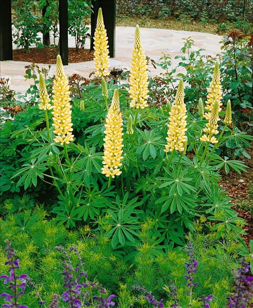 Lupinus Kronleuchter