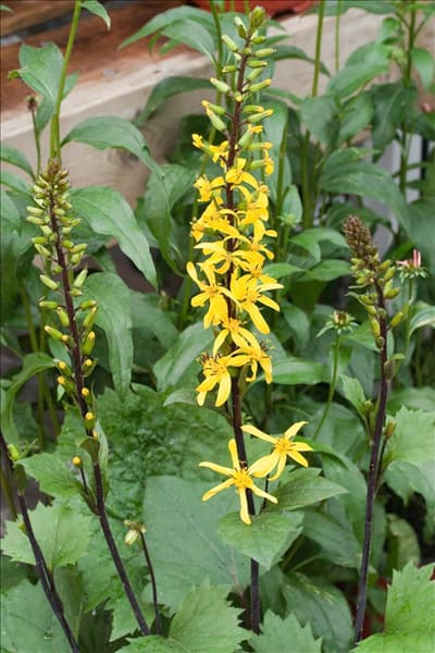 Ligularia Little Rocket