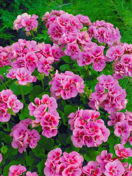 Pelargonium zonale Toscana® Vera