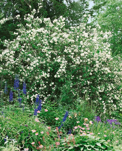 Philadelphus x virginalis