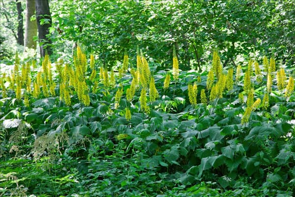 Ligularia stenocephala