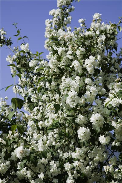 Philadelphus x virginalis