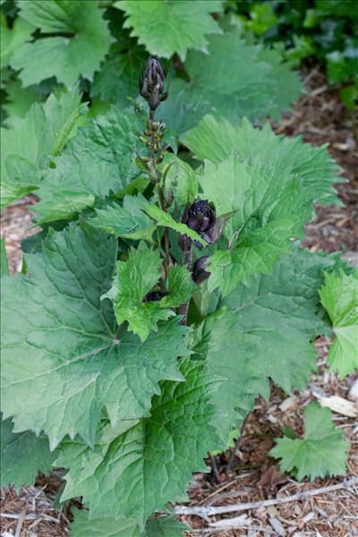 Ligularia stenocephala Little Rocket