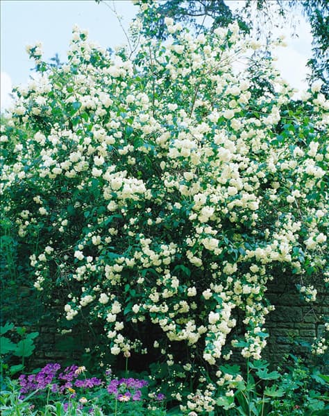 Philadelphus x virginalis