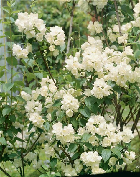 Philadelphus x virginalis