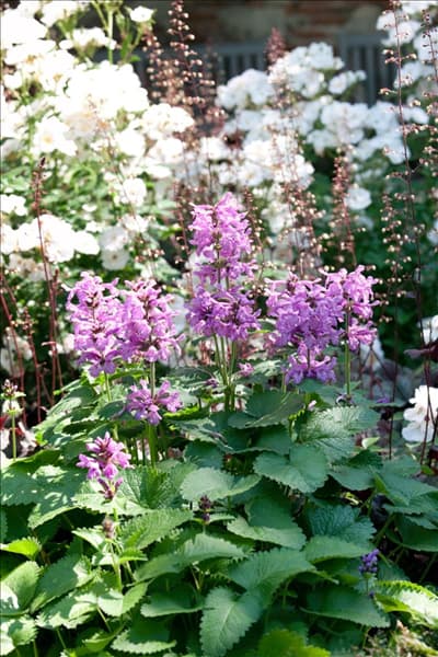 Nepeta racemosa