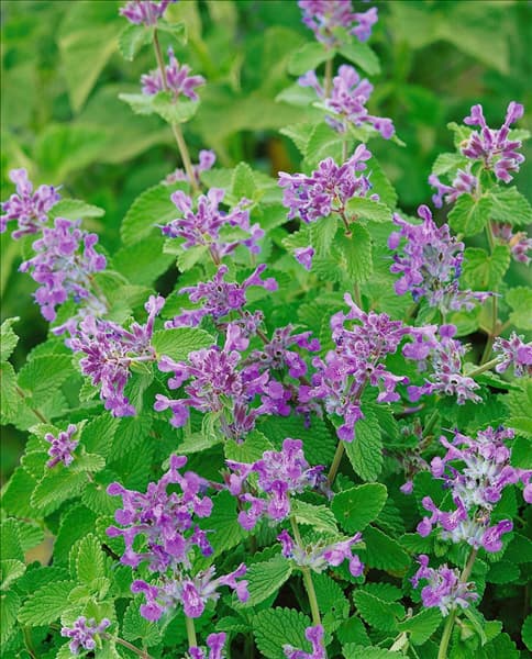 NEPETA RACEMOSA LITTLE TICH