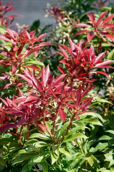 Pieris japonica Mountain Fire
