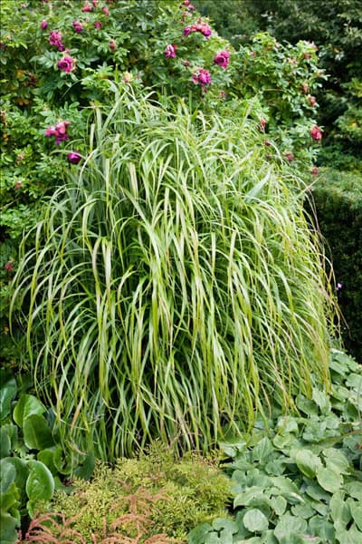 Miscanthus sinensis Ghana