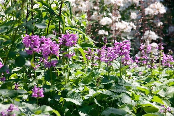 Nepeta racemosa