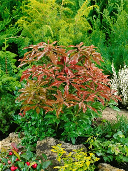 Pieris japonica Mountain Fire