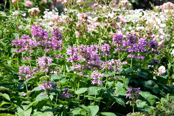 Nepeta racemosa
