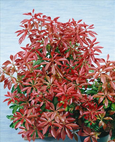 PIERIS JAPONICA MOUNTAIN FIRE