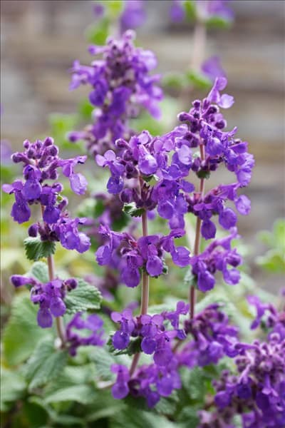 Nepeta racemosa Superba