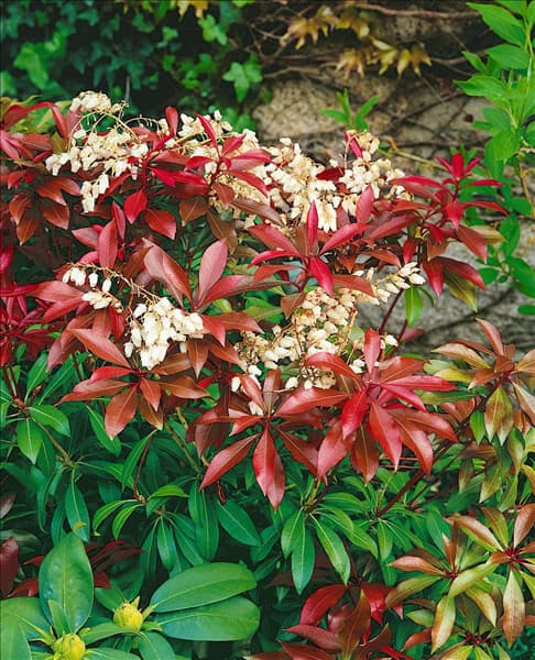PIERIS JAPONICA MOUNTAIN FIRE