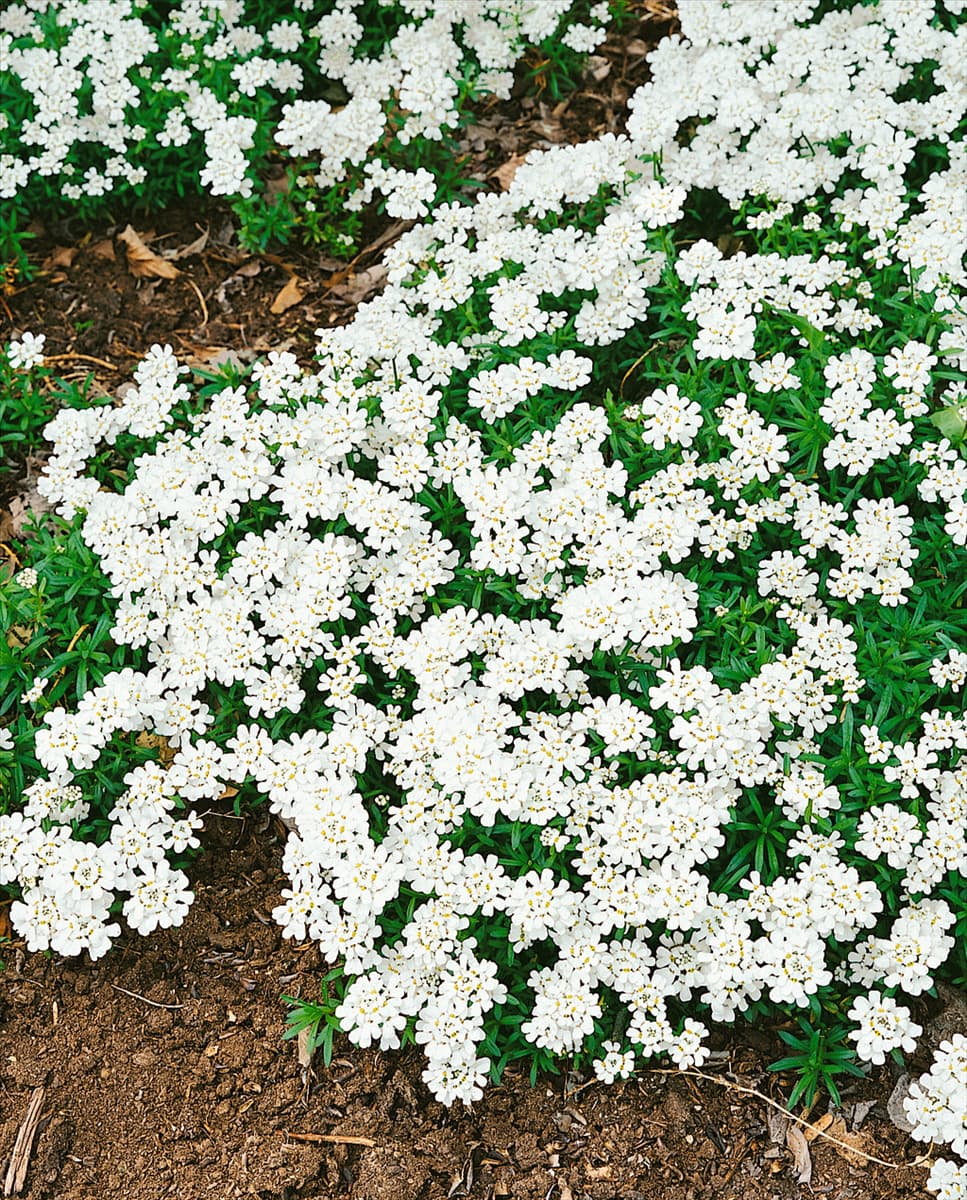 IBERIS SEMPERVIRENS