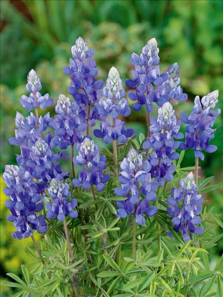 Lupinus nanus Dwarf Blue