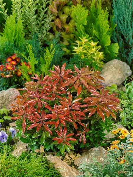 Pieris japonica Mountain Fire