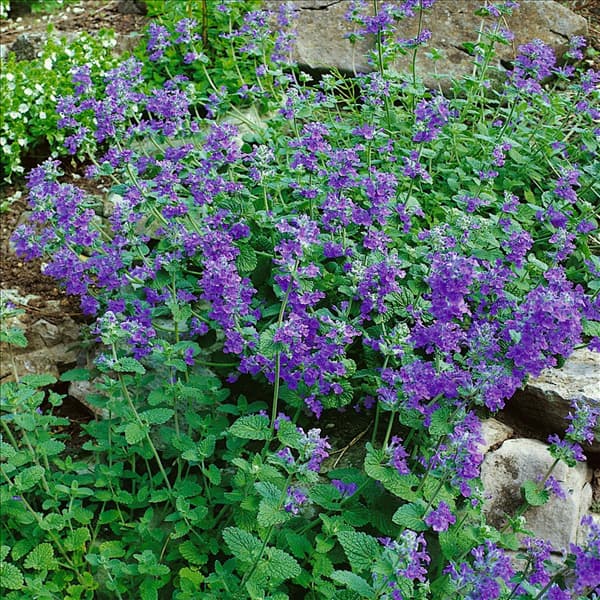 Nepeta racemosa Little Tich