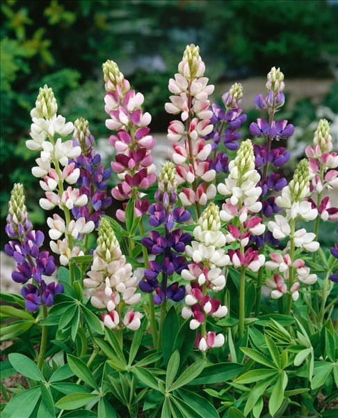 Lupinus nanus Pixie Delight mixed
